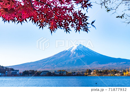 Colorful Autumn in Mount Fuji, Japan - Lake Kawaguchiko is one of the best places in Japan to enjoy Mount Fuji scenery of maple leaves changing color giving image of those leaves framing Mount Fuji. 71877932