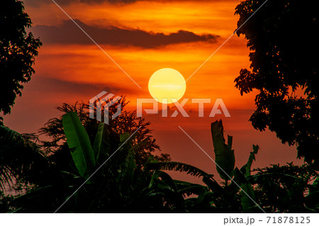 beautiful sunset in the garden beautiful sunset in the garden 71878125