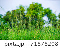 green grass on the field 71878208