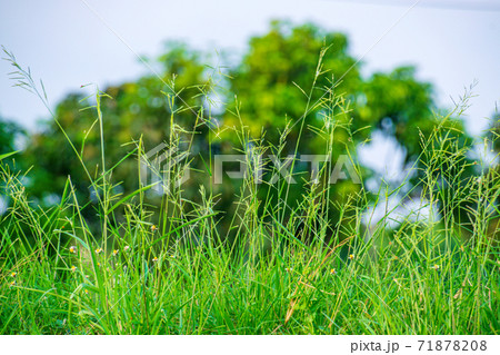 green grass on the field 71878208
