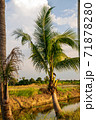 Coconut trees in the fields 71878280