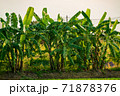 Papaya tree in the garden 71878376