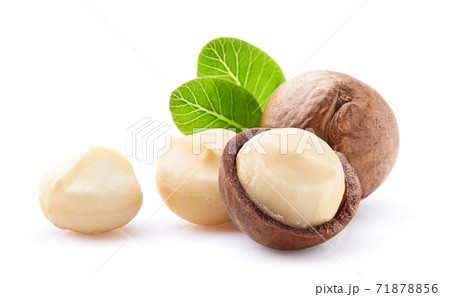 Macadamia nuts with leaves 71878856