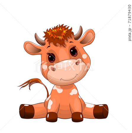 Cute bull calf Cute bull calf 71879430