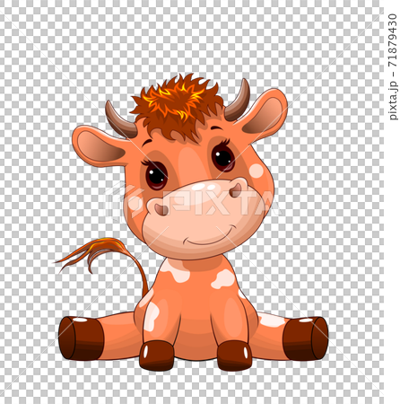 Cute bull calf Cute bull calf 71879430