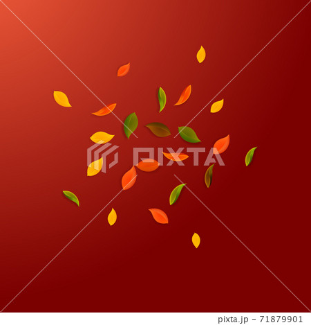Falling autumn leaves. Red, yellow, green, brown r Falling autumn leaves. Red, yellow, green, brown r 71879901