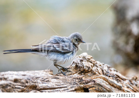Juvenile white wagtail or Motacilla alba perches on twig 71881135