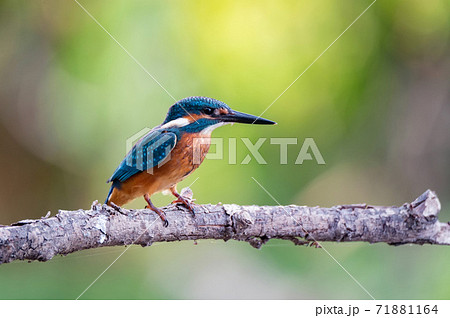 Close up of Kingfisher or Alcedo atthis perches on branch 71881164