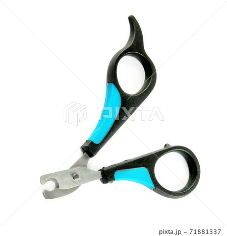 Scissors for claws for pets (dogs, cats) isolated on white . Scissors for claws for pets (dogs, cats) isolated on white . 71881337