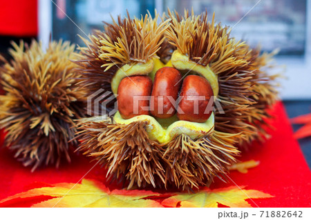 Chestnut husk 71882642