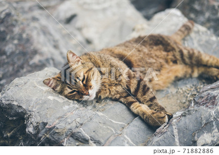 Homeless cute adult cat lies on the stones by the sea and sleeps, rests. Turkey, Istanbul. The problem of homeless animals in cities. Homeless cute adult cat lies on the stones by the sea and sleeps, rests. Turkey, Istanbul. The problem of homeless animals in cities. 71882886