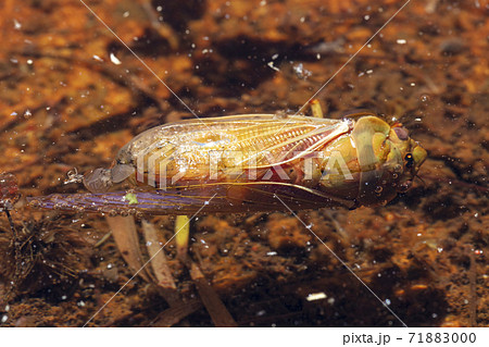 A dead Cicada floating in water in the outdoors in the sunshine 71883000