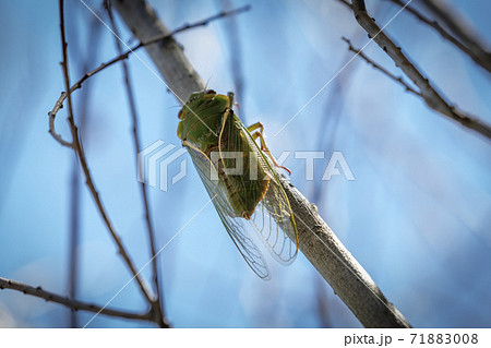 A green Cicada walking on a tree branch in a forest 71883008