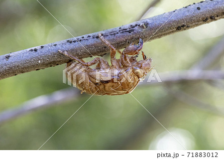 Close up view of a dead Cicada on a tree branch 71883012