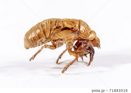 Close up view of a dead Cicada on a white background Close up view of a dead Cicada on a white background 71883016