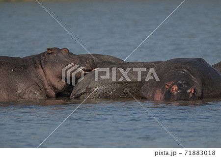 HIPPOPOTAMUS AMPHIBIUS, South Africa HIPPOPOTAMUS AMPHIBIUS, South Africa 71883018