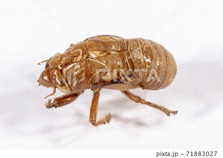 Close up view of a dead Cicada on a white background Close up view of a dead Cicada on a white background 71883027