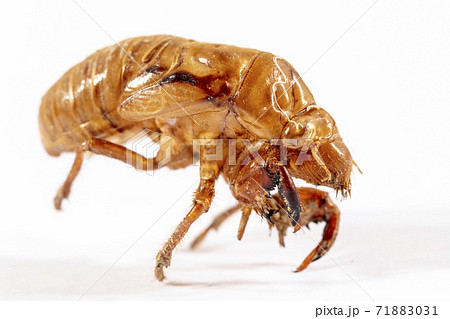 Close up view of a dead Cicada on a white background 71883031