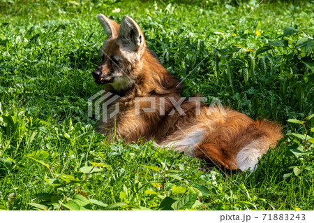 The Maned Wolf, Chrysocyon brachyurus is the largest canid of South America The Maned Wolf, Chrysocyon brachyurus is the largest canid of South America 71883243