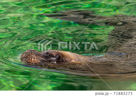 The South American sea lion, Otaria flavescens in the zoo The South American sea lion, Otaria flavescens in the zoo 71883275
