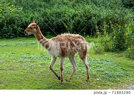 Vicunas, Vicugna Vicugna, relatives of the llama 71883280