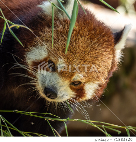 The red panda, Ailurus fulgens, also called the lesser panda. 71883320