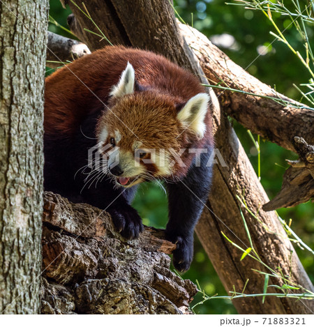 The red panda, Ailurus fulgens, also called the lesser panda. The red panda, Ailurus fulgens, also called the lesser panda. 71883321