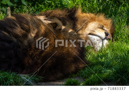 The lion, Panthera leo is one of the four big cats in the genus Panthera 71883337