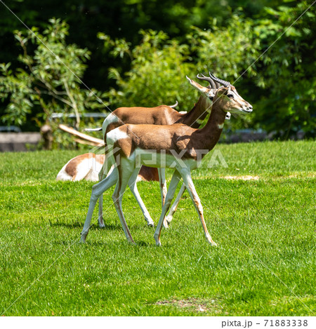 Dama gazelle, Gazella dama mhorr or mhorr gazelle is a species of gazelle 71883338