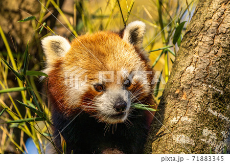 The red panda, Ailurus fulgens, also called the lesser panda. The red panda, Ailurus fulgens, also called the lesser panda. 71883345
