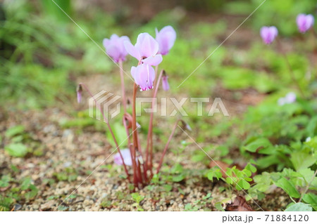 シクラメンの花 シクラメンの花 71884120