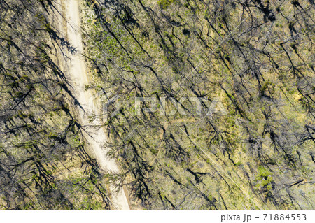 Aerial view of a dirt road in a forest affected by bushfire in regional Australia 71884553