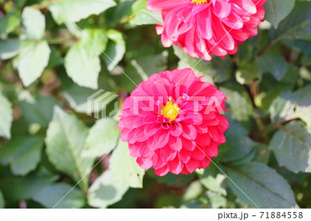 ダリアの花 71884558