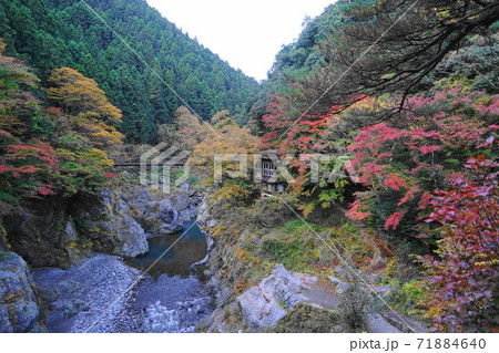 11月 奥多摩町101鳩ノ巣小橋と渓谷の紅葉・水神様展望 11月 奥多摩町101鳩ノ巣小橋と渓谷の紅葉・水神様展望 71884640