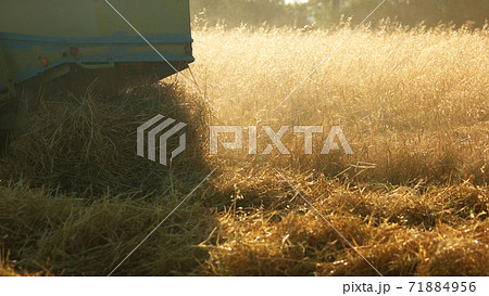 Combine dumping straw, close up. 71884956