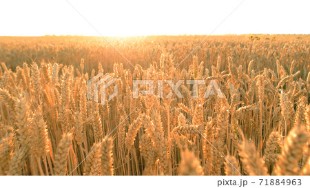 Running among wheat field. Running among wheat field. 71884963