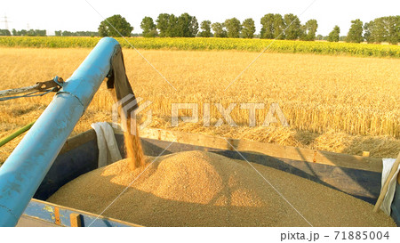 Pouring corn grain into tractor trailer after harvest. Pouring corn grain into tractor trailer after harvest. 71885004
