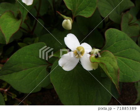 ドクダミの花 接写 ドクダミの花 接写 71885389