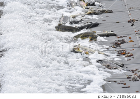 三面川、サケのウライ漁 71886033