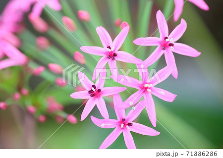 ストルマリアカプリ二―の花 ストルマリアカプリ二―の花 71886286