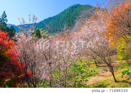 紅葉と冬桜と里山 71886330