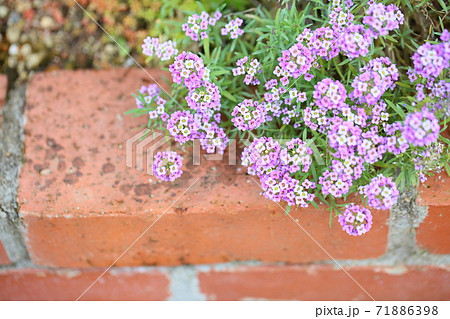 アリッサムの花 アリッサムの花 71886398