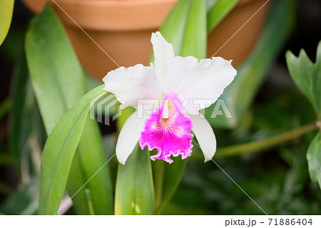 カトレアの花の写真素材