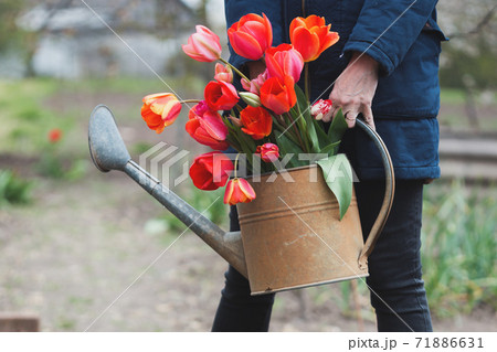 girl works in the garden 71886631