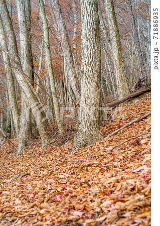 晩秋の雑木林　【山梨県】 71886935