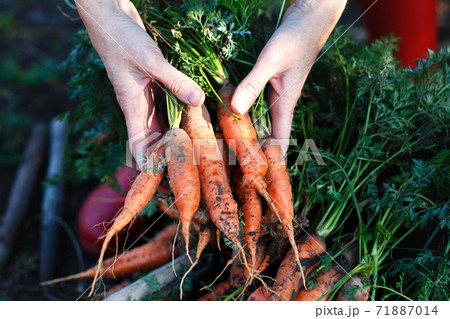 a harvesting carrots a harvesting carrots 71887014