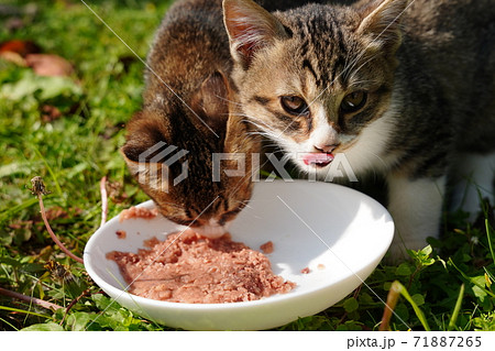 キジトラ白の野良猫お母さんが子猫にゲロの吐き方を伝授するの巻 キジトラ白の野良猫お母さんが子猫にゲロの吐き方を伝授するの巻 71887265