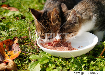 キジトラ白の野良猫お母さんが子猫にゲロの吐き方を伝授するの巻の写真素材 71887266 Pixta