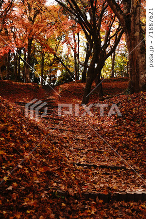 赤く色付いた紅葉が一面に広がる用作公園の秋 赤く色付いた紅葉が一面に広がる用作公園の秋 71887621