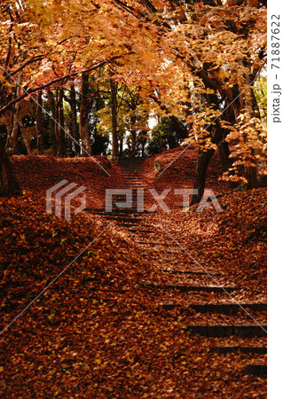 赤く色付いた紅葉が一面に広がる用作公園の秋 赤く色付いた紅葉が一面に広がる用作公園の秋 71887622